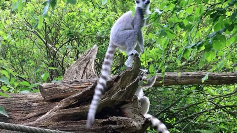 Catta lemur eats leaves from the tree Stock Footage 246257916