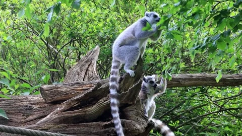 Catta lemur eats leaves from the tree Video stock 246260272