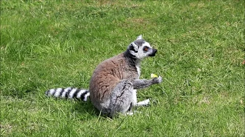 Catta lemur monkey eating fruit on meadow Video stock 84660127