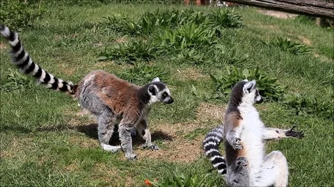 Catta lemur monkey on meadow  Stock Footage 82248091