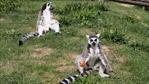 Catta lemur monkey on meadow  Video stock 86008744