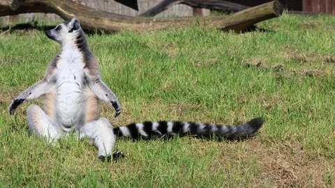 Catta lemur monkey on meadow Stock Footage 345061464