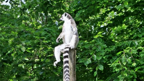 Catta Lemur sitting on a round beam, Ring Tailed Lemur Stock Footage 244265836