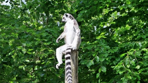 Catta Lemur sitting on a round beam, Ring Tailed Lemur Video stock 246260474