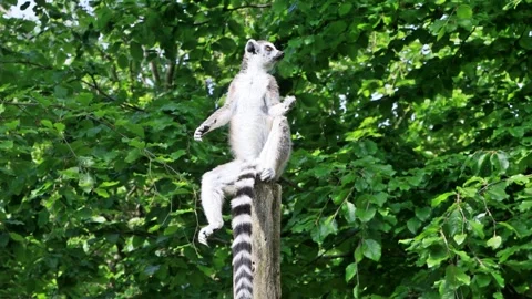 Catta Lemur sitting on a round beam, Ring Tailed Lemur Video stock 246265420