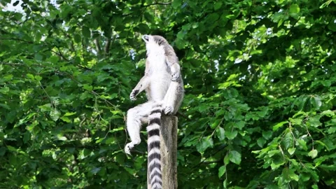 Catta Lemur sitting on a round beam, Ring Tailed Lemur Stock Footage 262020409