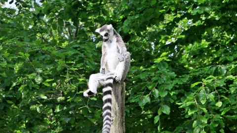 Catta Lemur sitting on a round beam, Ring Tailed Lemur Stock Footage 262026441