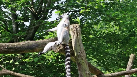 Catta Lemur Sunbathing, Ring Tailed Lemur Stock Footage 246231245