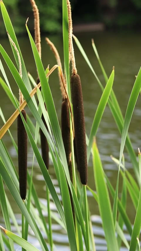 Cattail against the background of a pond 스톡 동영상 311981309