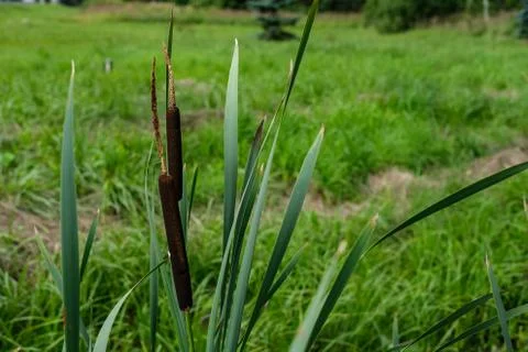 Cattail on a background of grass. Foto stock