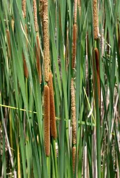 Cattail background Stockfoto's