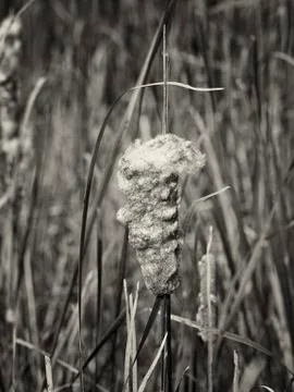 Cattail in bloom Stock Photos