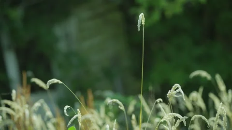 Cattail blowing in the wind in 4K Stock Footage 41827138