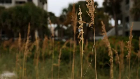 Cattail blowing in the wind at beachfront resort Stock Footage 212144014