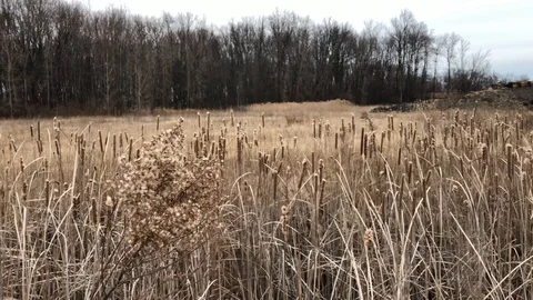 Cattail blowing in the wind Stock Footage 114820446