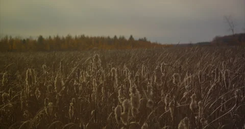 Cattail Bog Stock Footage 142142004