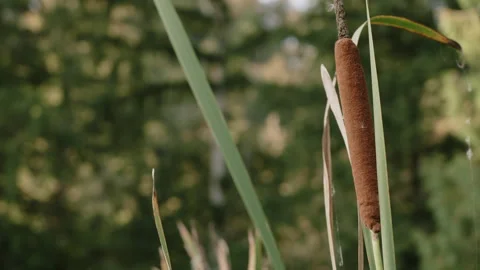 Cattail Close Up Stock-Footage 300380080