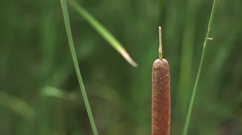 Cattail Close Up - Super Slow Motion Stock Footage 26765091