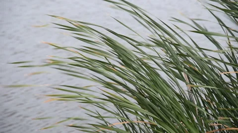 Cattail Clump in Wind Close Stock Footage 54053873