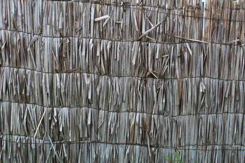 Cattail coating texture Stock Photos