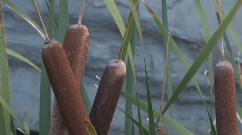 Cattail Cove Stock Footage 49443234