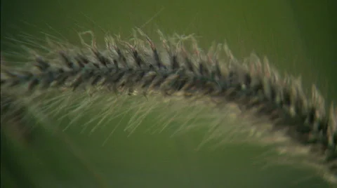 Cattail cu Video stock 504304