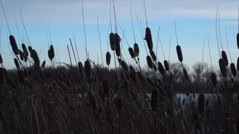 The cattail develops in the wind 스톡 동영상 121106109