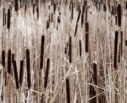Cattail field Stock Photos