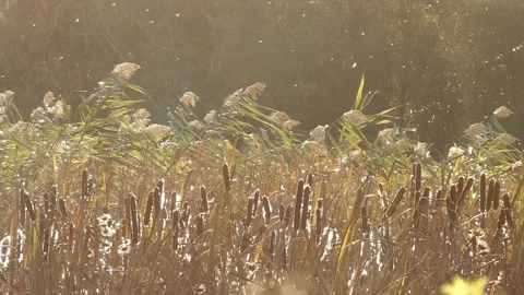 Cattail fluff flying over common reed stalks in golden backlit Vidéo 339285586