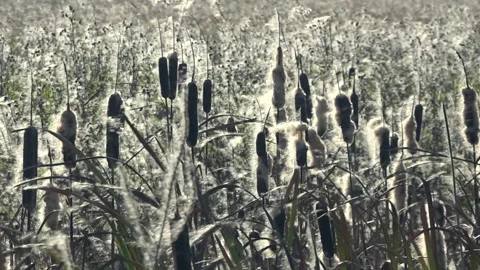 Cattail with fluff swaying in the wind Stock Footage 206336405