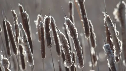 Cattail Stock Footage 8555540