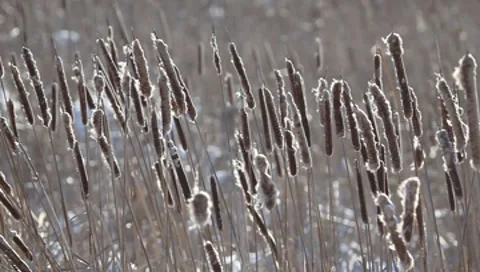 Cattail Stock Footage 8555557