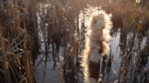Cattail Stock Footage 119104869