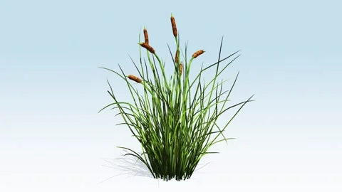 Cattail grass Stock Footage 308711998