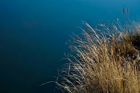 Cattail grass Stock Photos