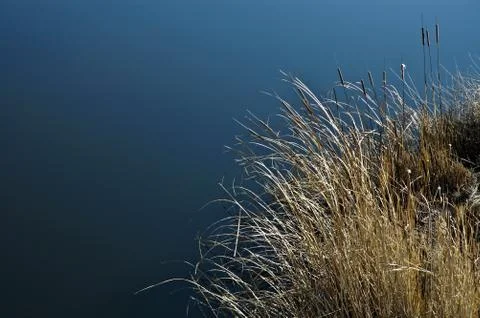 Cattail grass Stock Photos