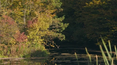 Cattail leaves closeup Stock Footage 219944873