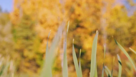 Cattail leaves closeup Stock-Footage 220147472