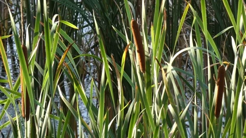 Cattail leaves glowing under bright backlit sun rays, close view Stock Footage 337777280