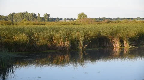Cattail Marsh in the Morning Light Stock Footage 54054523