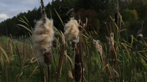 Cattail moving in the wind Vidéo 41884005