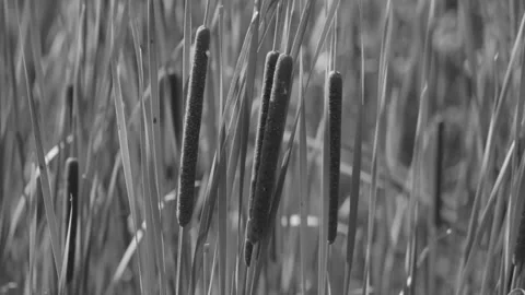 Cattail narrow-leaved swayed by the wind close up in black and white Vídeos de archivo 164190895
