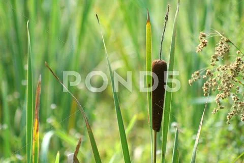 Cattail Stock Photos