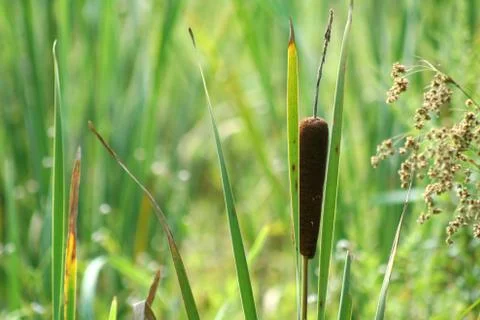 Cattail Stock Photos