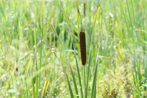 Cattail Stock Photos