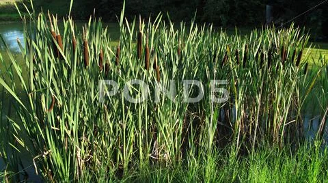 Cattail Stock Photos