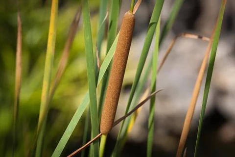 Cattail Foto stock