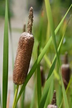 Cattail Stock Photos
