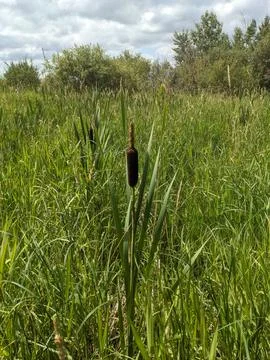 Cattail Fotos de archivo