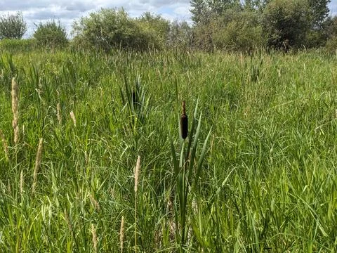 Cattail Fotos de archivo